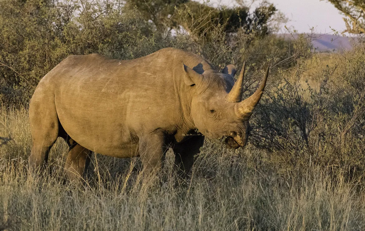 非洲犀牛 - 四虎视频 | 动物世界
