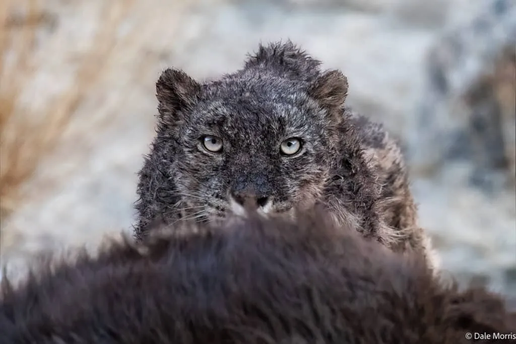 雪豹在岩石间 - 四虎视频 | 动物世界